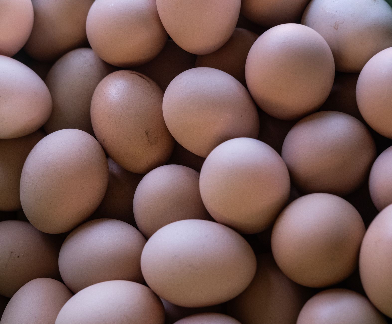 Organic Eggs: A Hidden Culprit in Climate Change