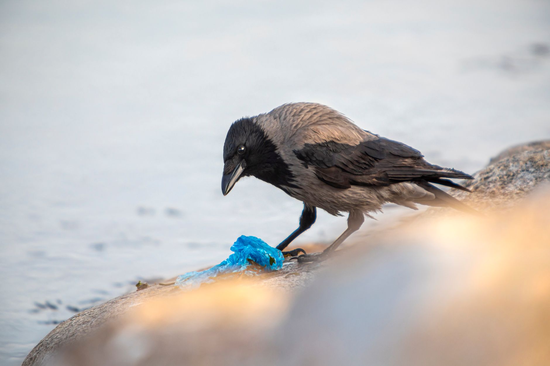 Nature's Adaptation: Birds Use Military Waste in Nest Building