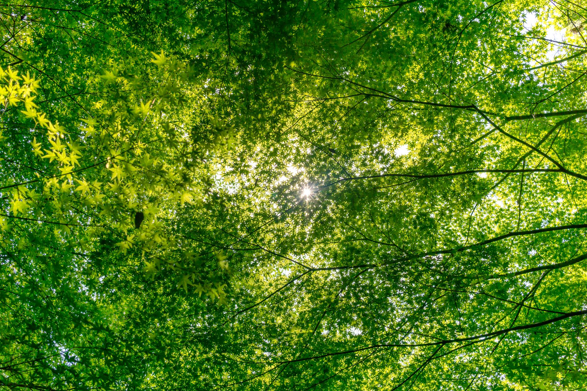 Global Nature Pact: A Forgotten Promise?
