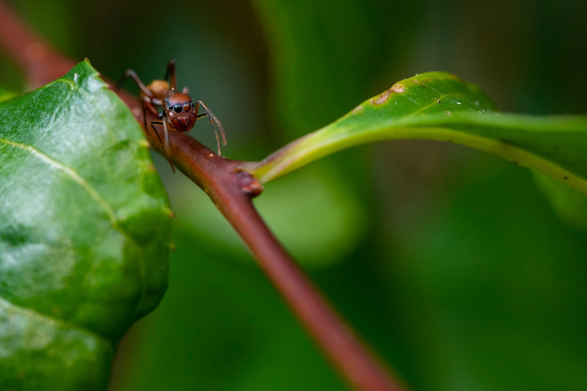Meet the Ballista Spider: Nature's Tiny Catapult