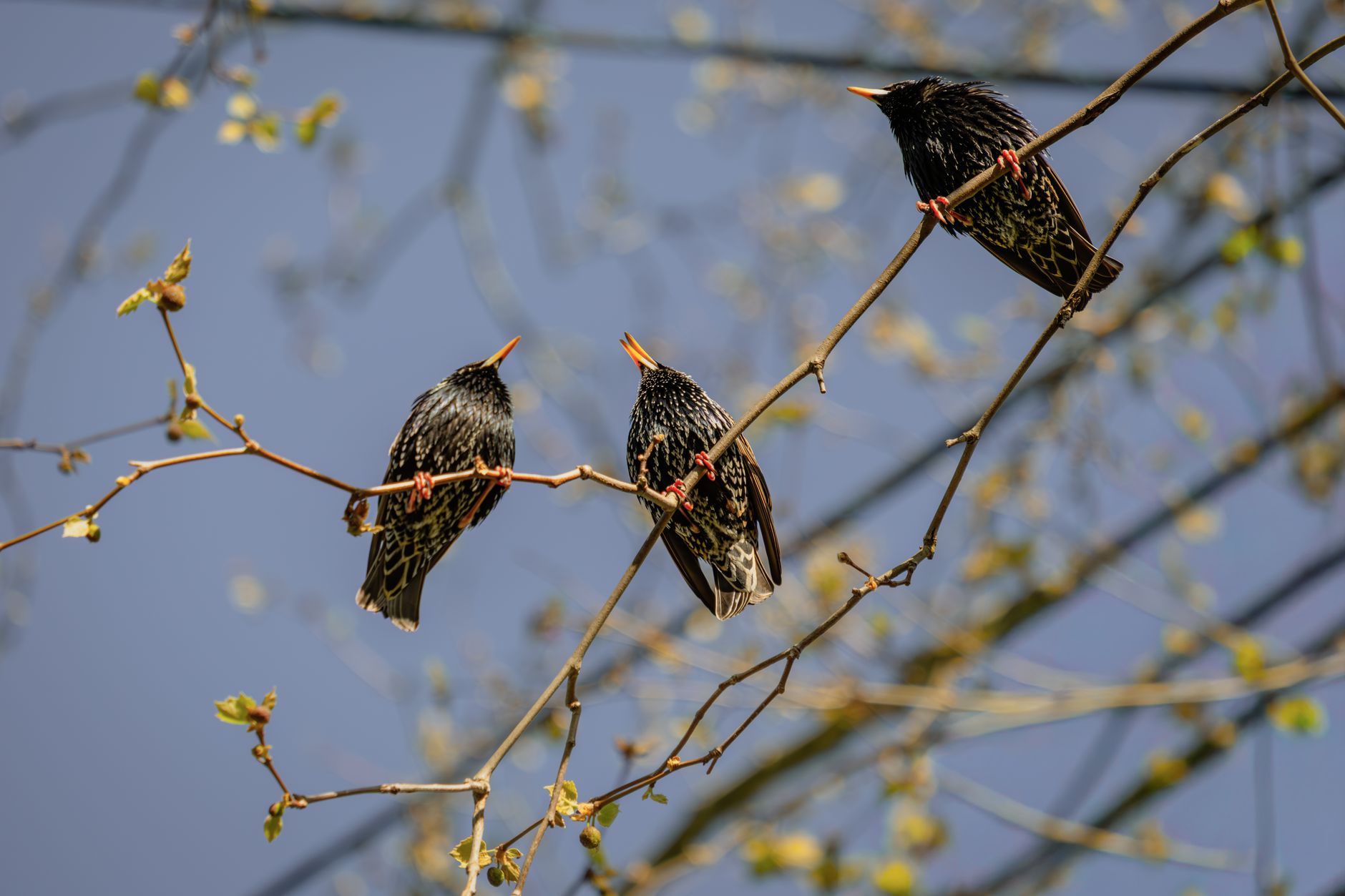 Unveiling the Melodic Secrets of Birdsong Diversity