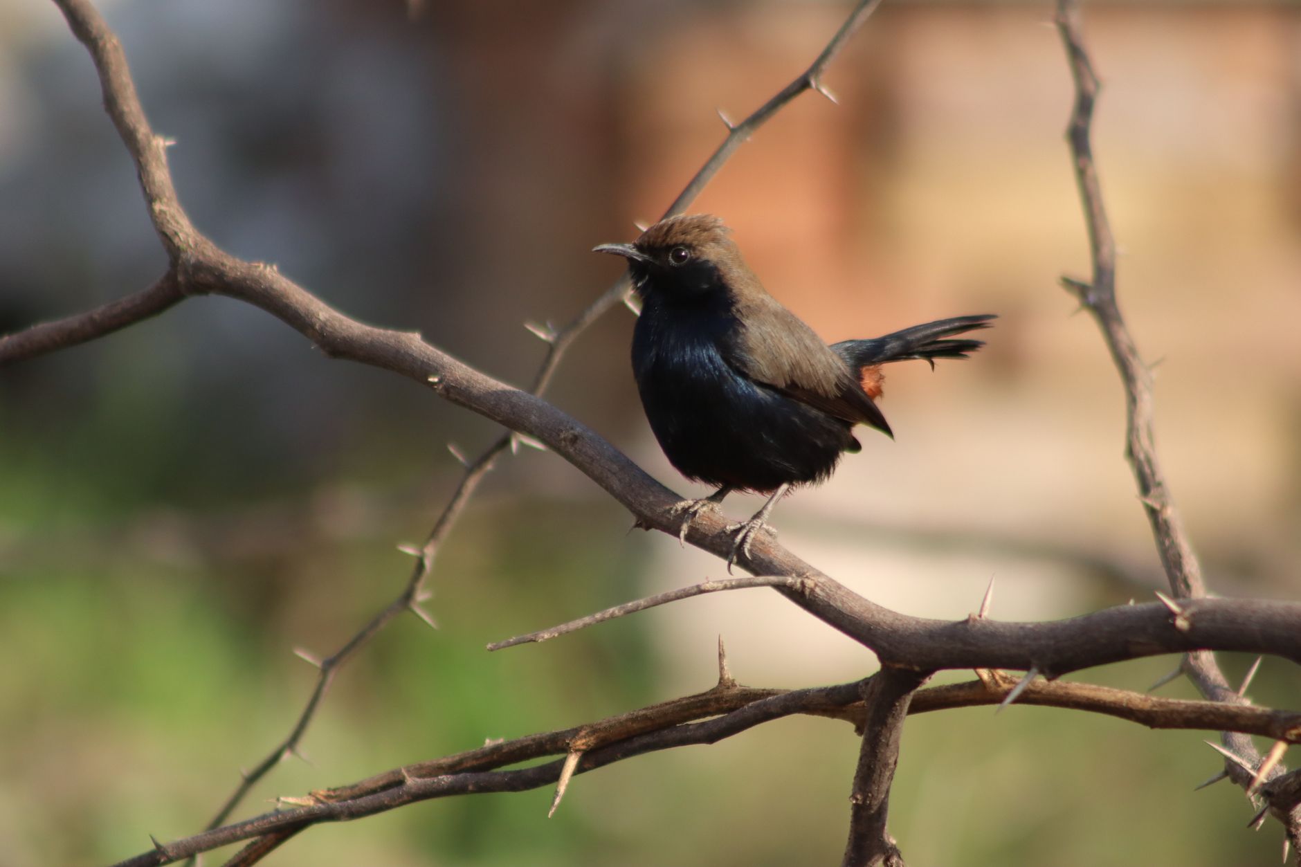 Unravelling the Complexity of Birdsong Diversity