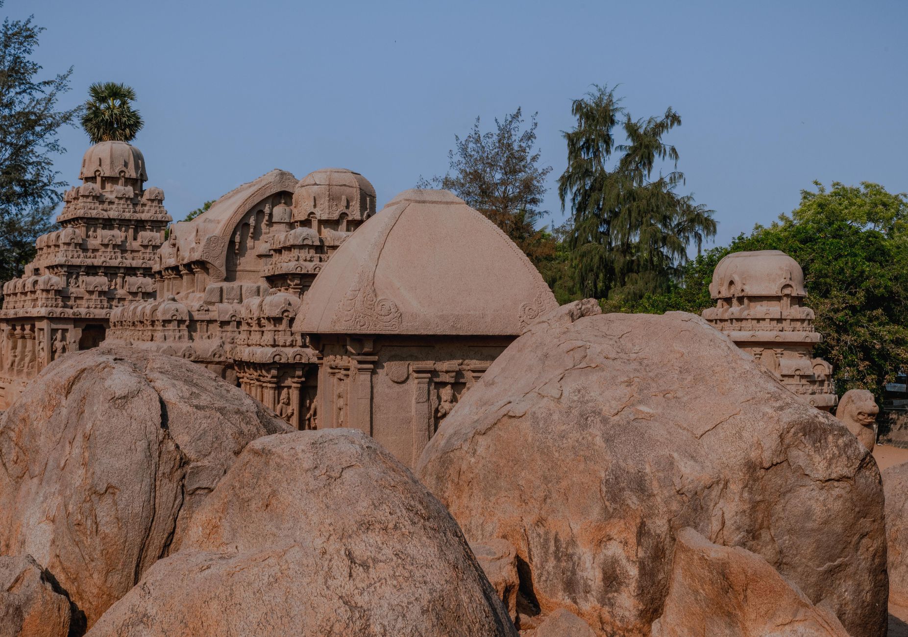 India's Sacred Groves: A New Chapter in Conservation