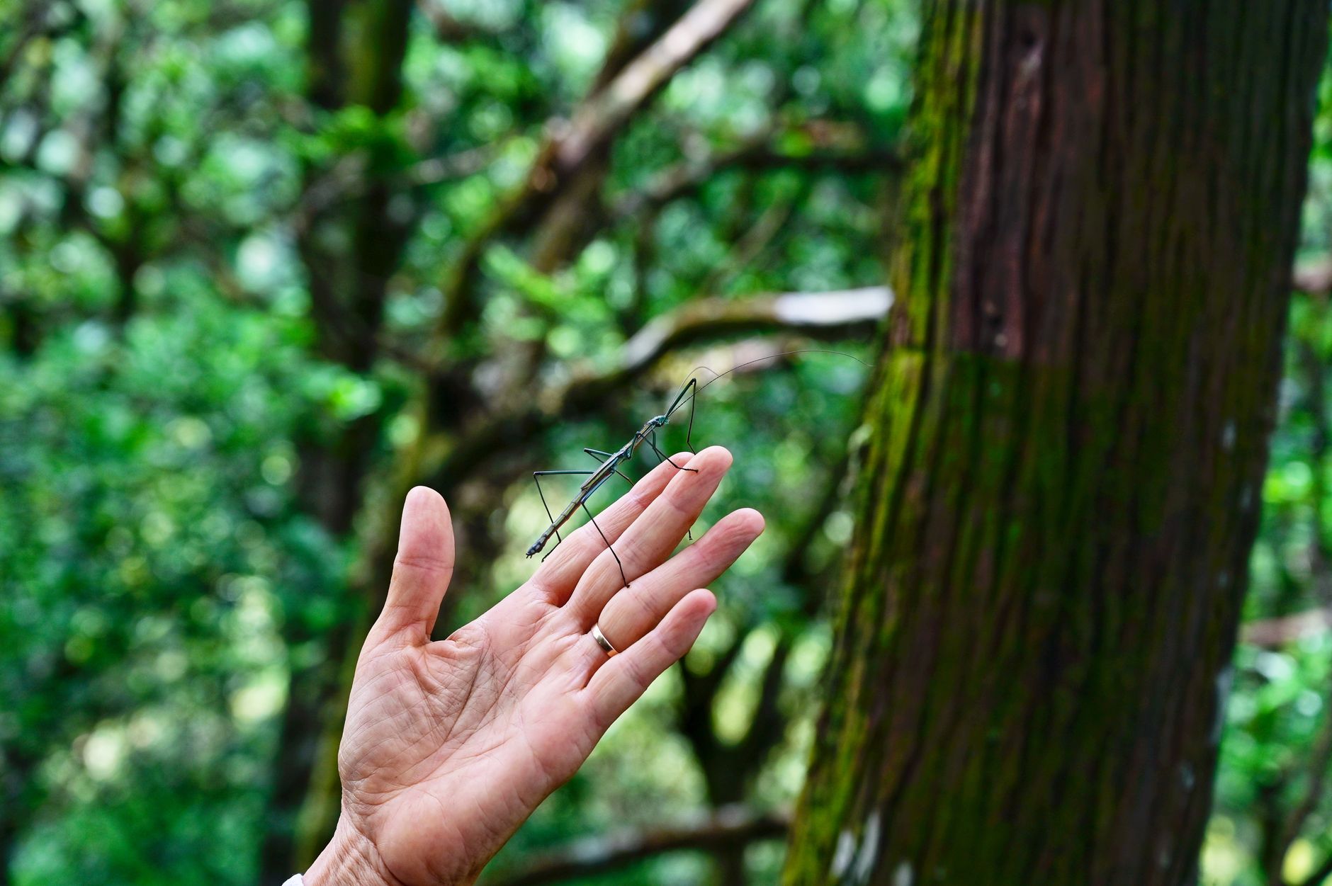 Decades of Deception: The Stick Insect That Fooled Experts