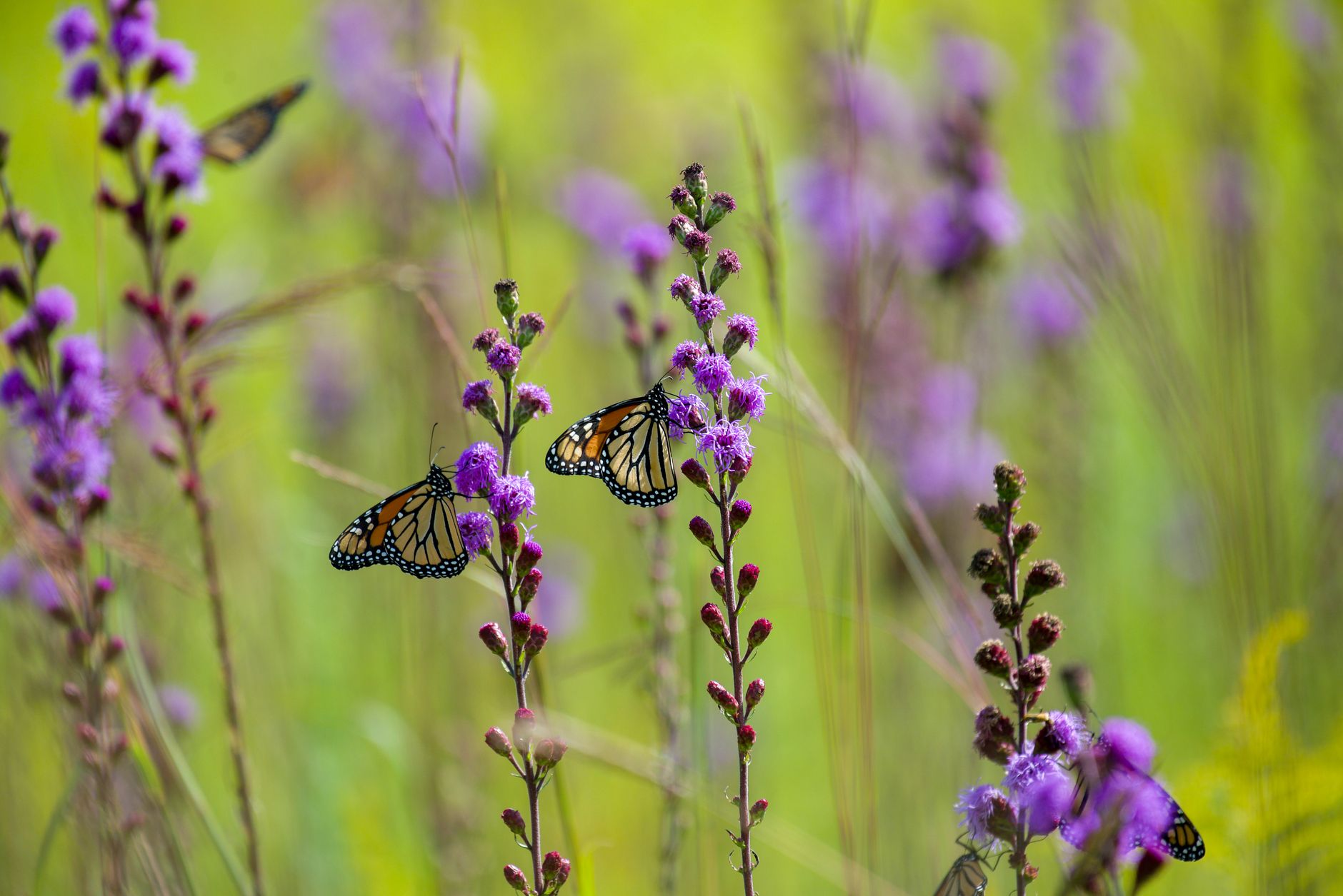 Prairie Wonders Await: 'Celebrate the Bloom!' in Butler County