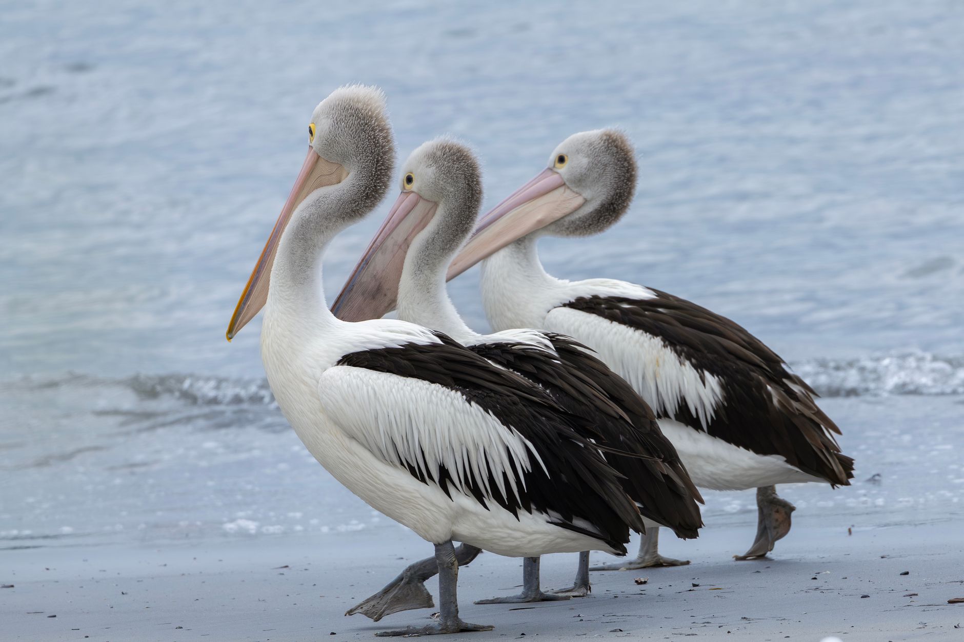 Australia Sounds Alarm Over Escalating H5N1 Bird Flu Threat