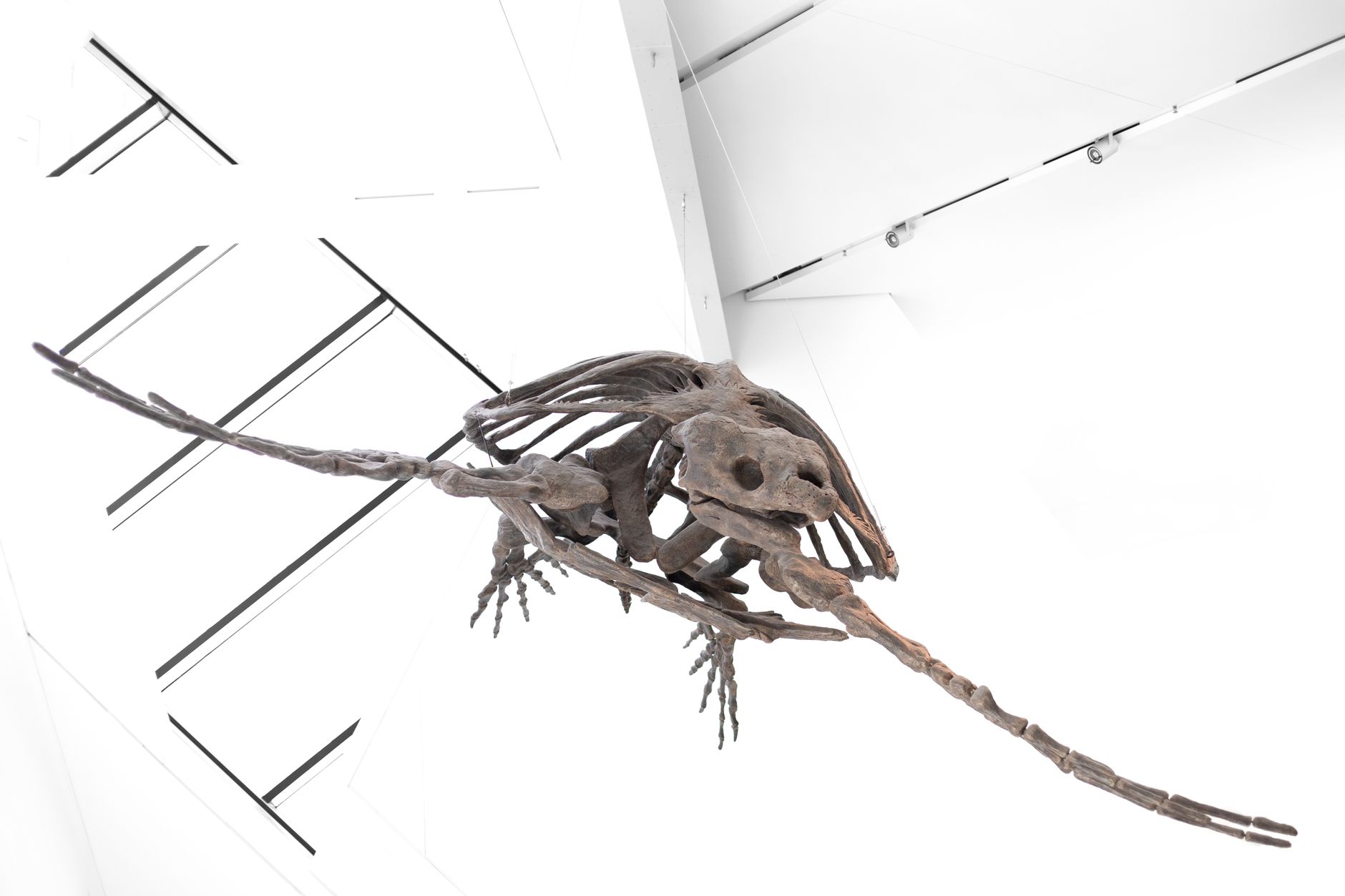 Forgotten Fossil: The Arctic's Lost Prehistoric Giant