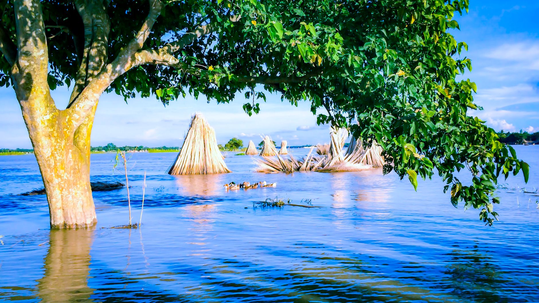 Bihar's 700-Year-Old Banyan: A Witness to Climate Shifts