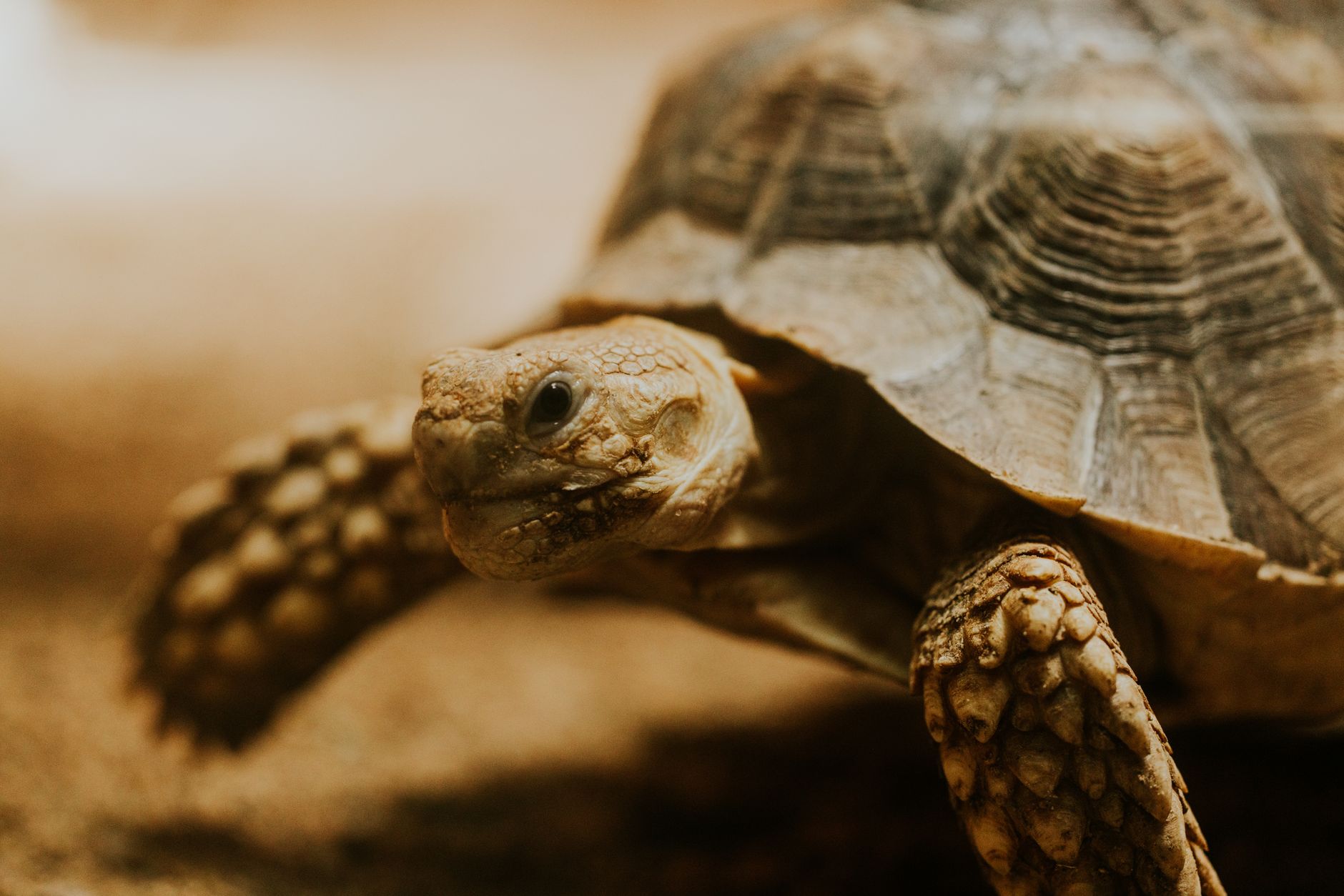 Unveiling the Enigma: The True Nature of Turtles