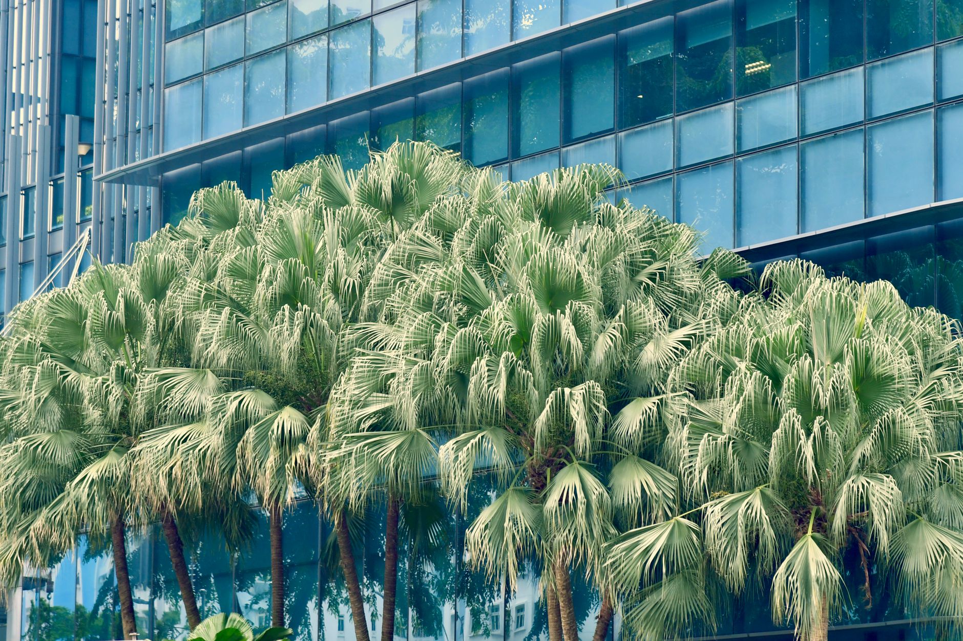 Singapore Halts Green Certification of Indonesian Firm Amid Haze Concern