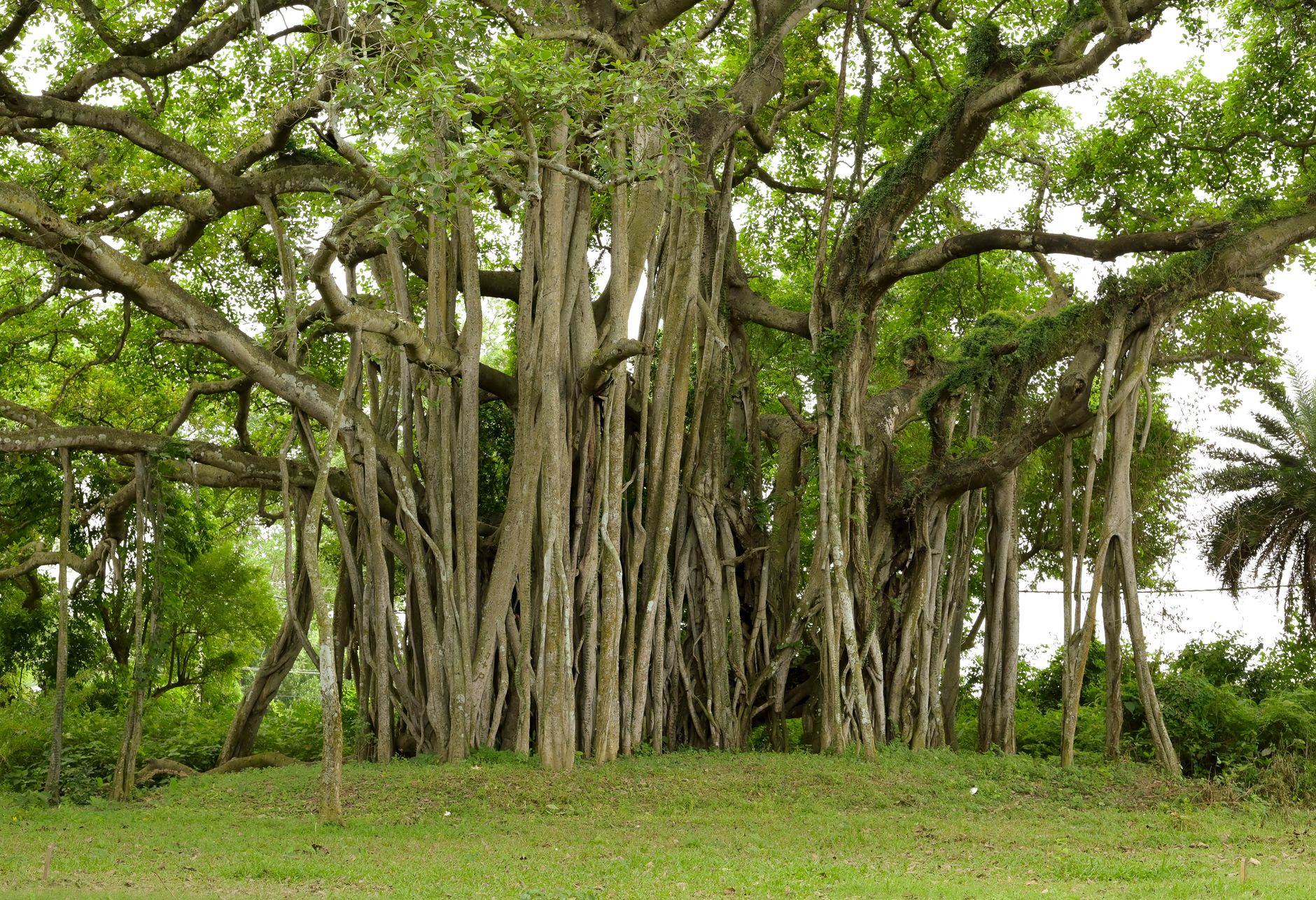 CJI Surya Kant: Supreme Court as the Pillar of Environmental Justice