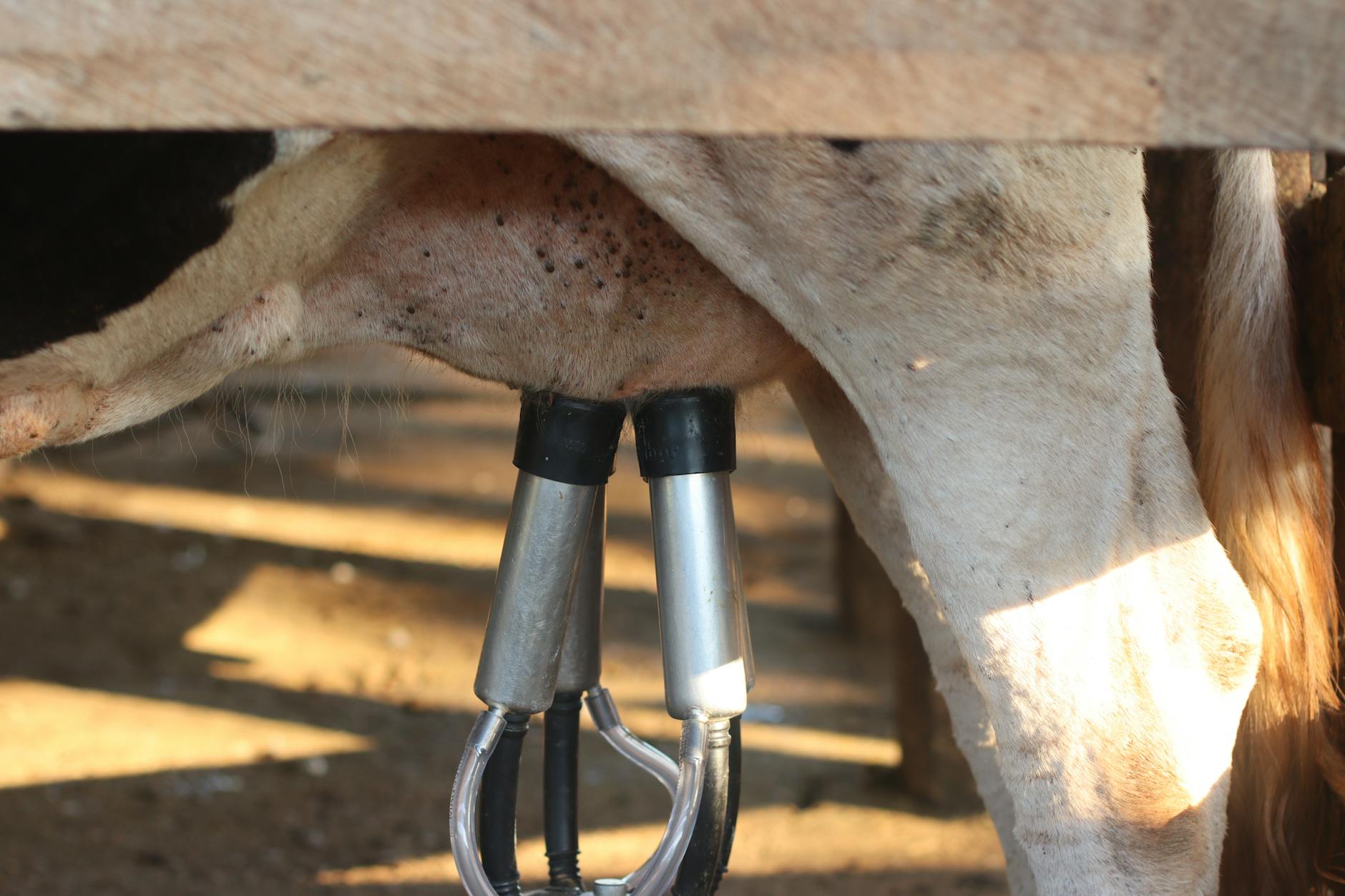 India's BRICS Chairship Highlights Livestock Tech Innovations