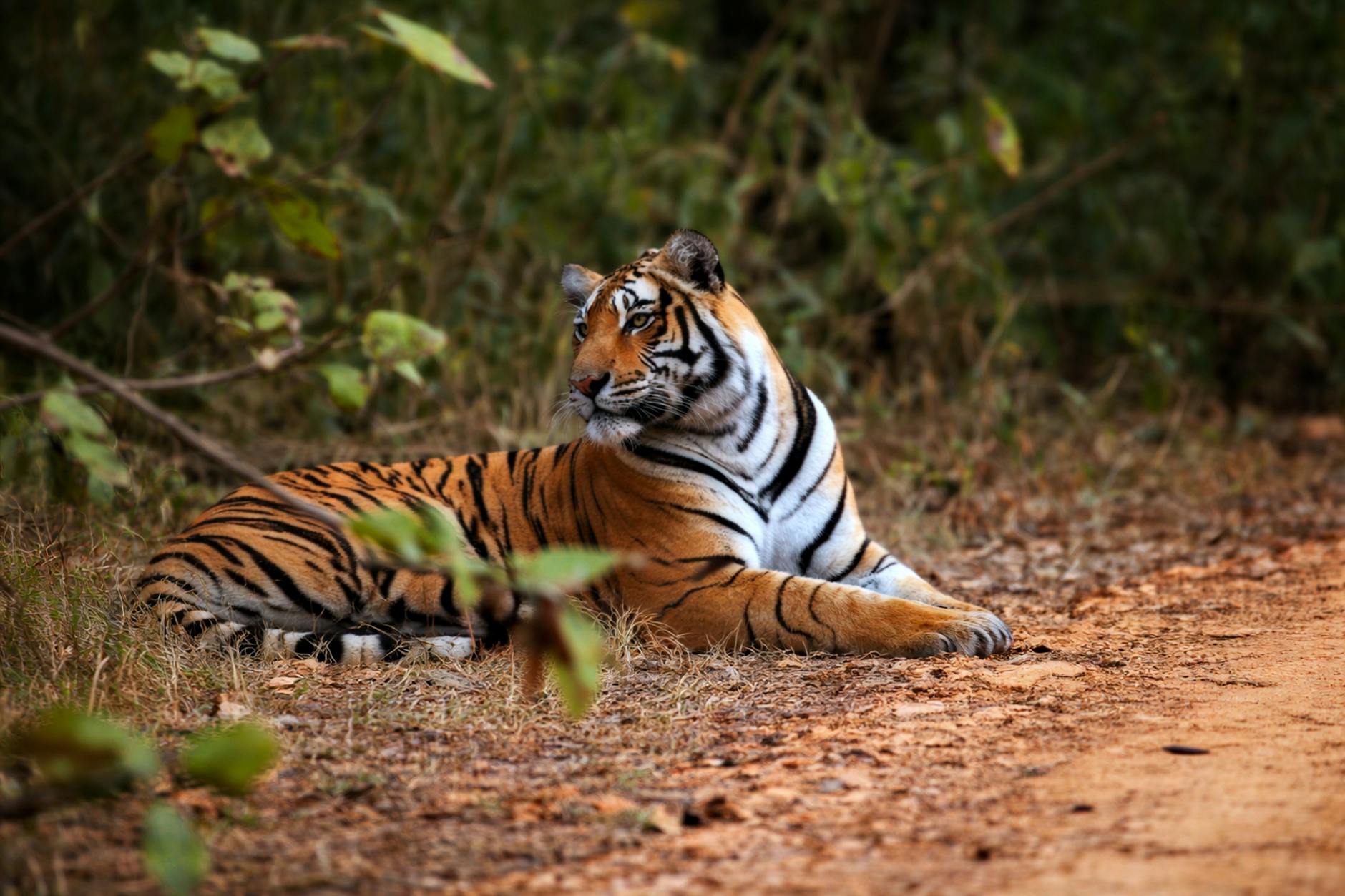 Environmental Concerns as Varanasi-Kolkata Expressway Receives Approval