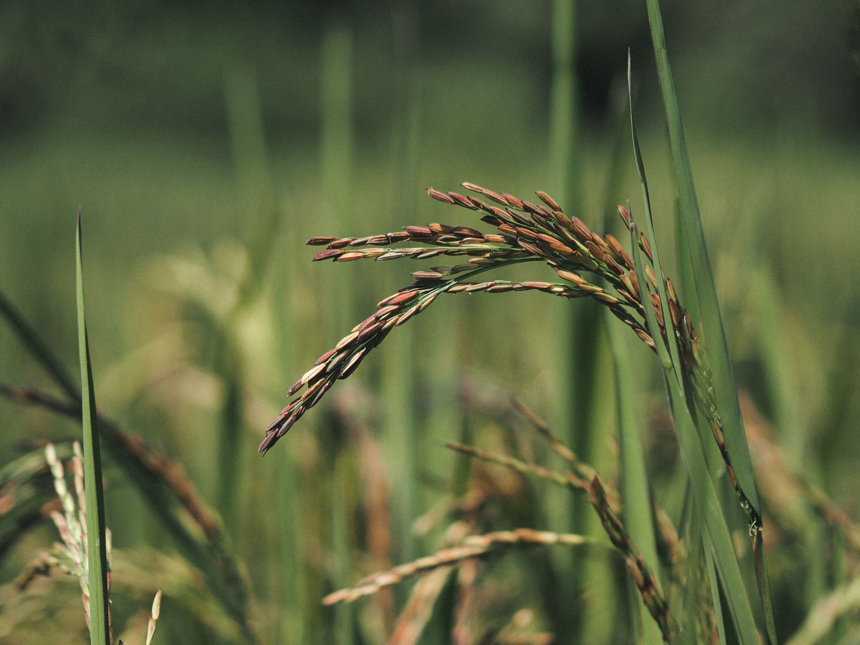 Nikolai Vavilov: The Unsung Hero of Crop Conservation