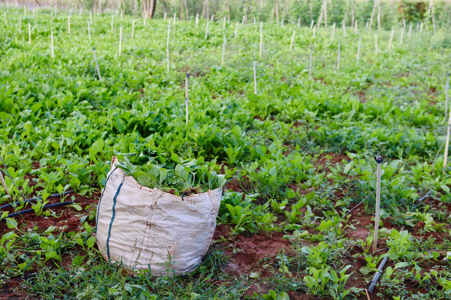 Karnataka Farmers Harness Biochar Technology for Sustainable Agriculture