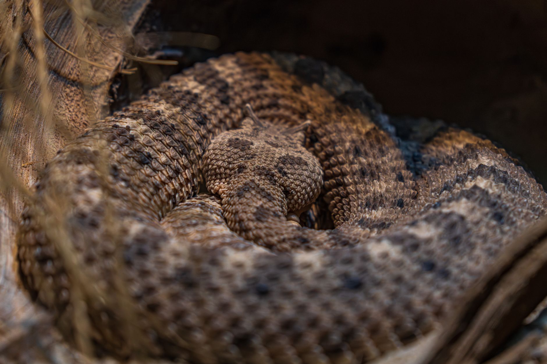 New Guinea Snake Named After Rock Legend Slash