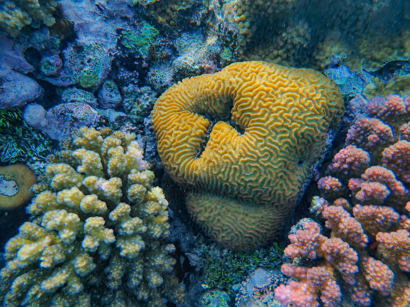 Breakthrough Discovery: Rapid Reversal of Coral Bleaching