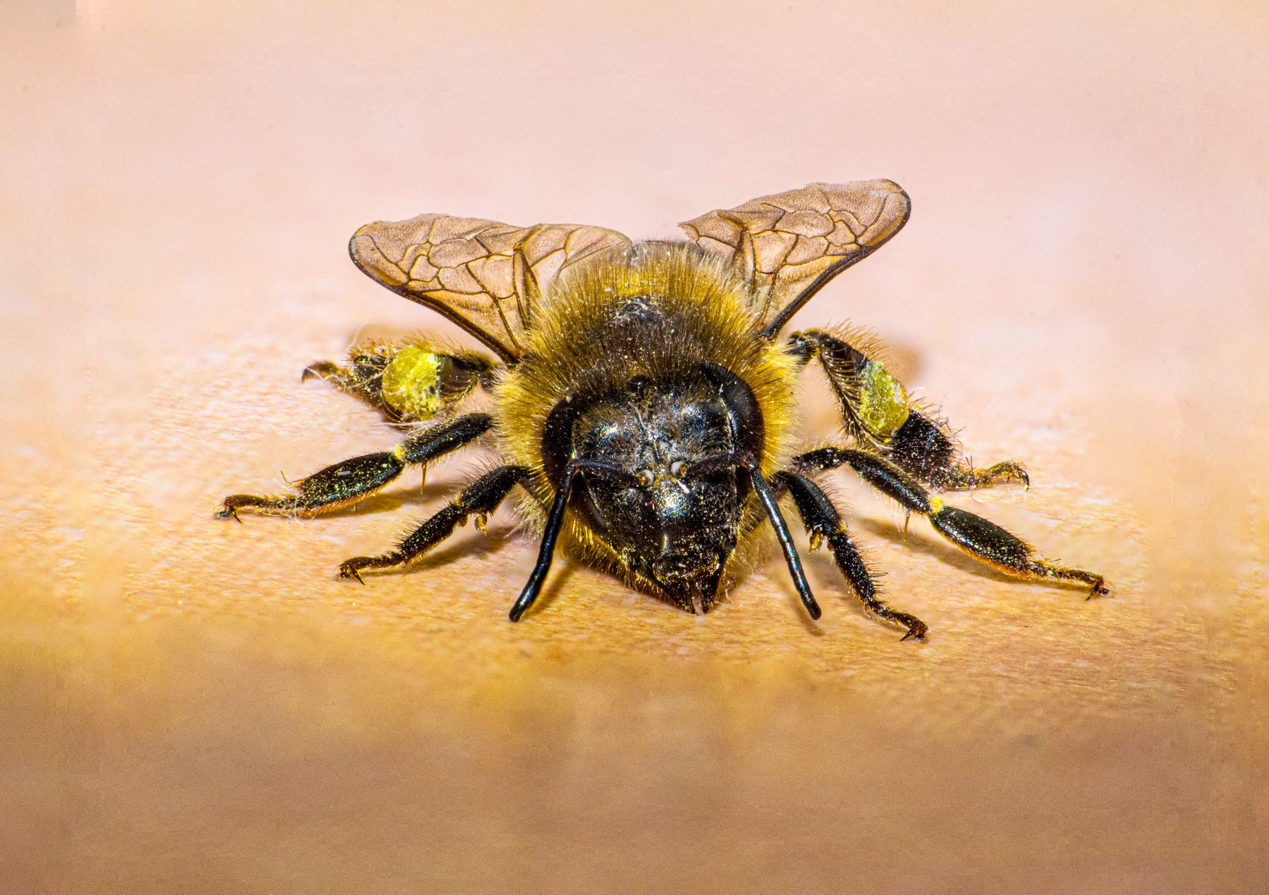 Bee Vision: Unravelling Nature's Visual Mastery