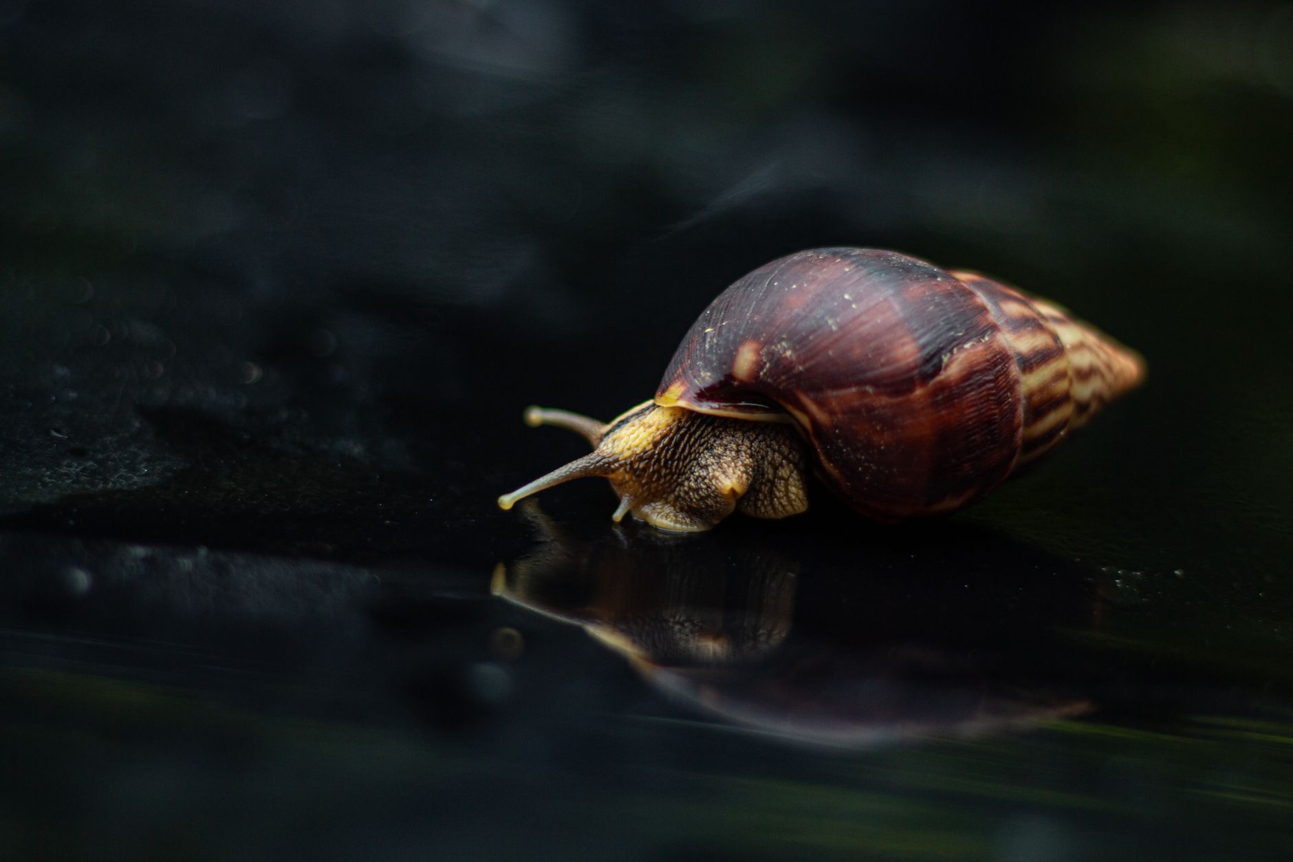 Invasion of Giant African Snails Stirs Health Fears in Tirunavaya Schools