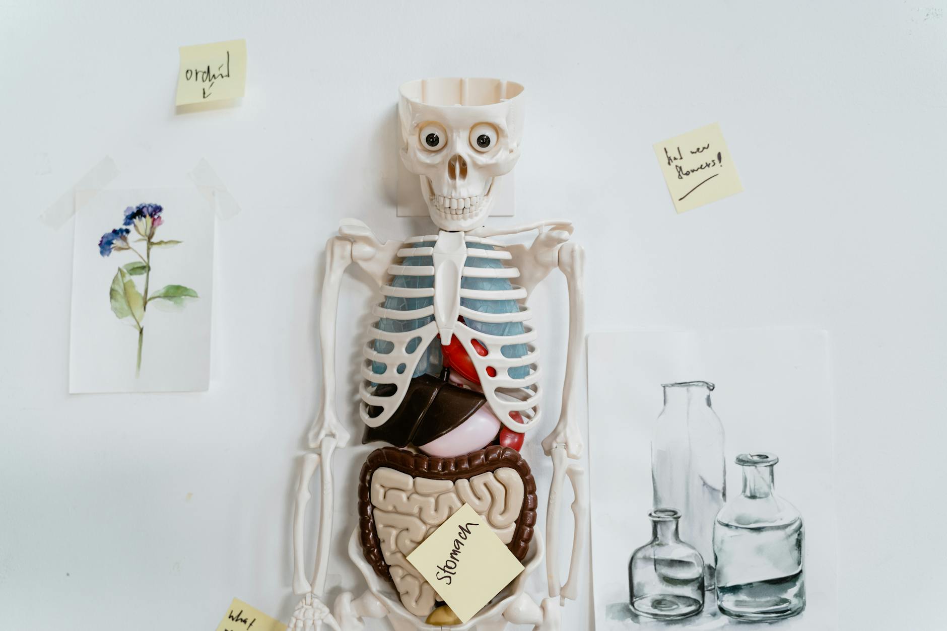 Seven Days of Fasting: Unraveling the Body's Hidden Transformation