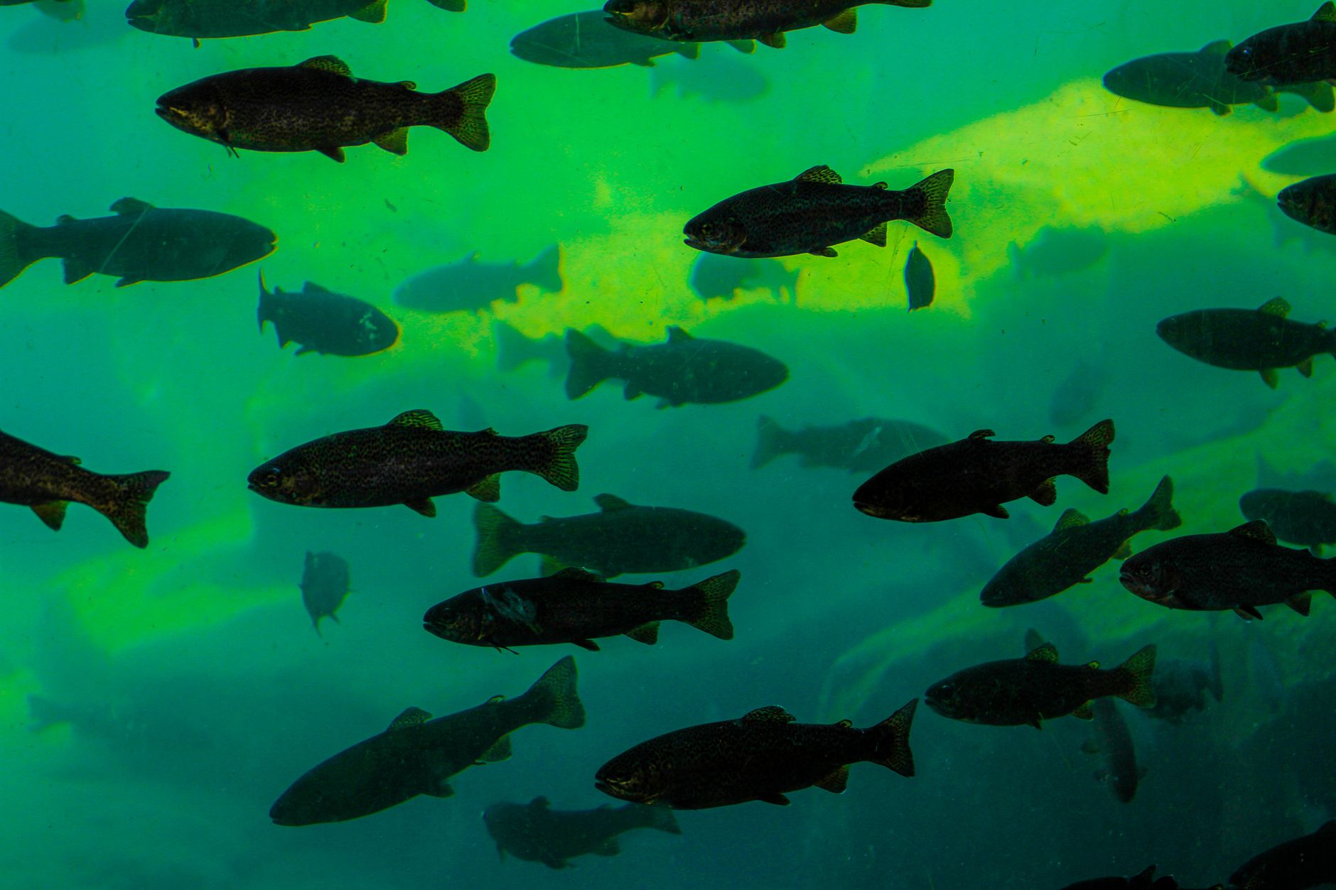 New Horizons: Fourth Transmissible Cancer Found in Fish