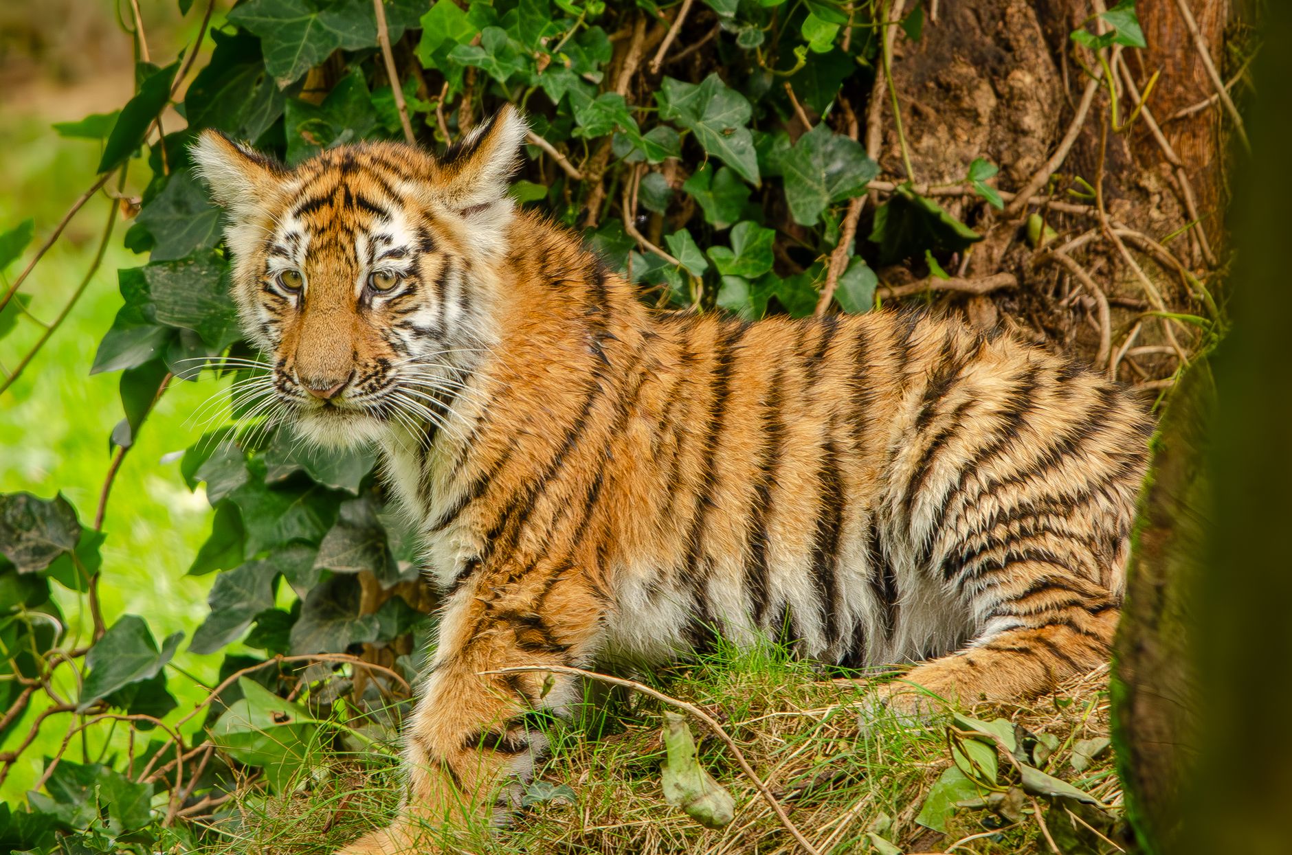 Rare Sumatran Tiger Cubs Born in Greece: A Glimmer of Hope