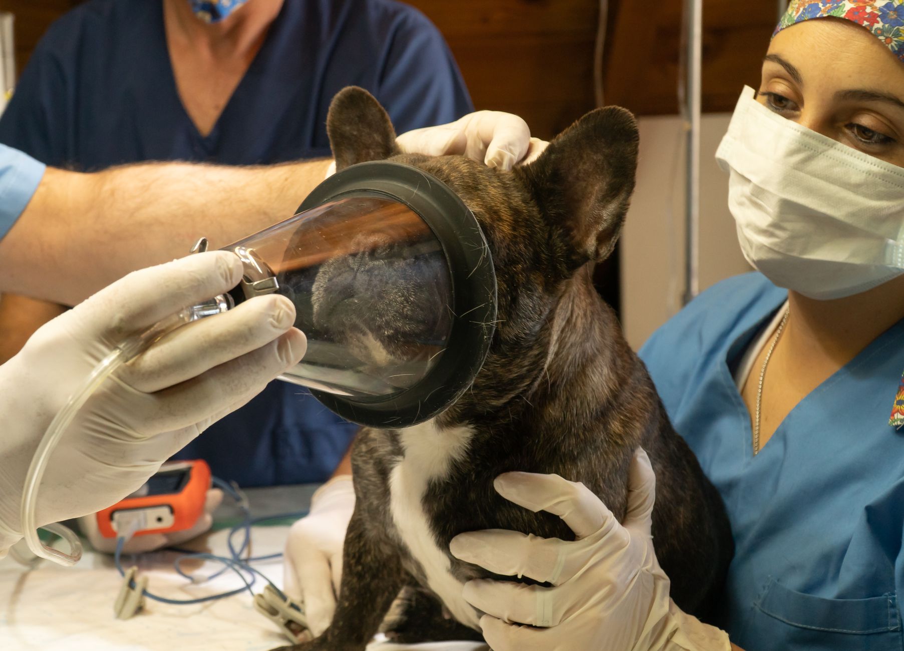 Majestic Lion Undergoes Groundbreaking Double Cataract Surgery