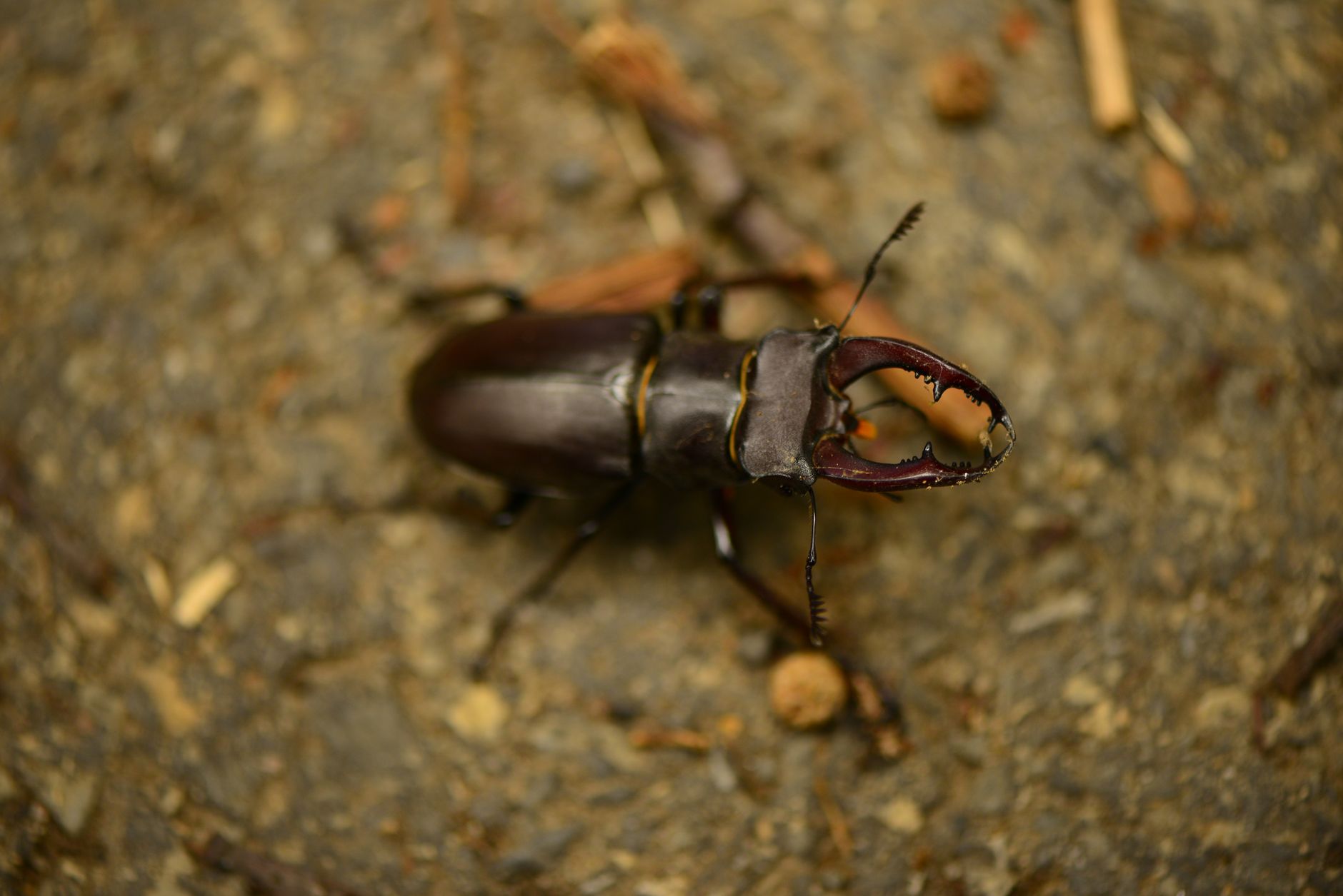 Meet the Stretchy Beetles Named After Anime Hero Luffy