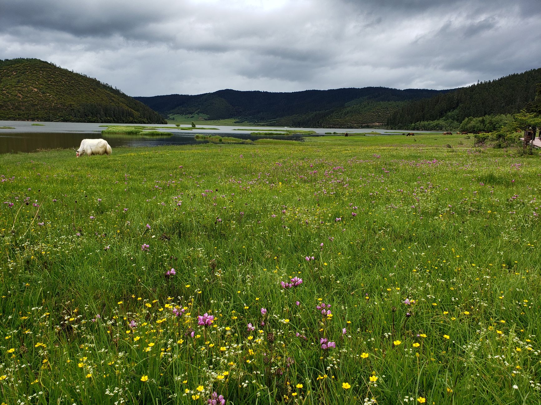 Cop17: A Crucial Step in the Global Fight for Biodiversity