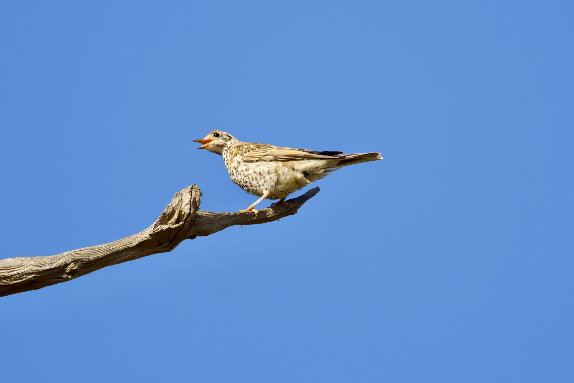 Unveiling the Symphony: The Secret Simplicity of Birdsong Diversity