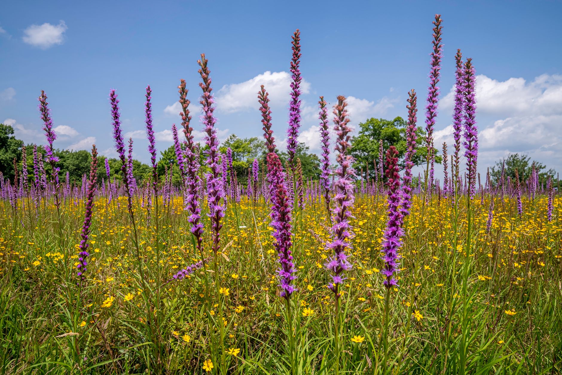 Discover the Blooming Prairie: A July Celebration in Butler County