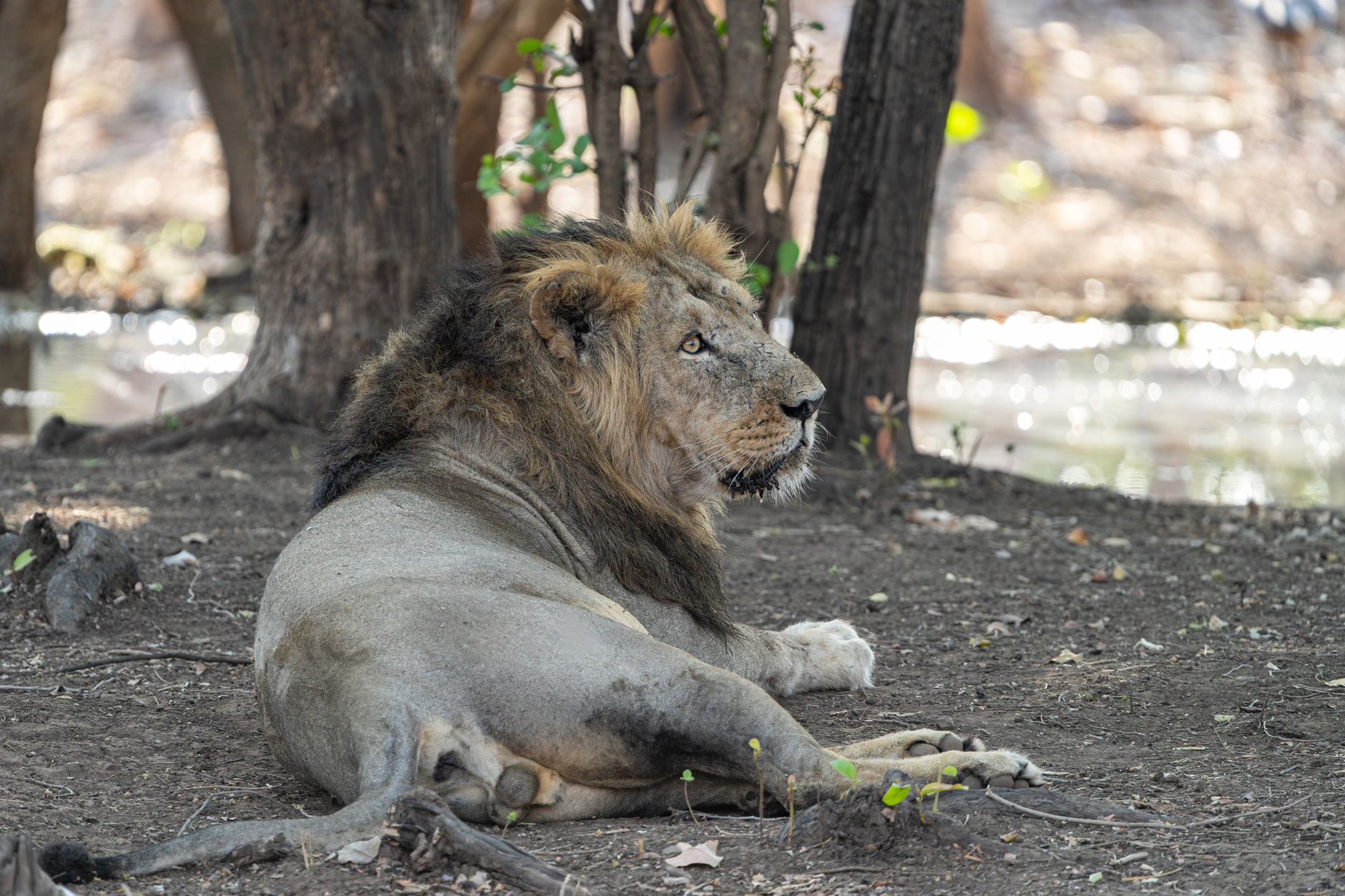 Asiatic Lions' Future at Risk Amid Habitat Concerns