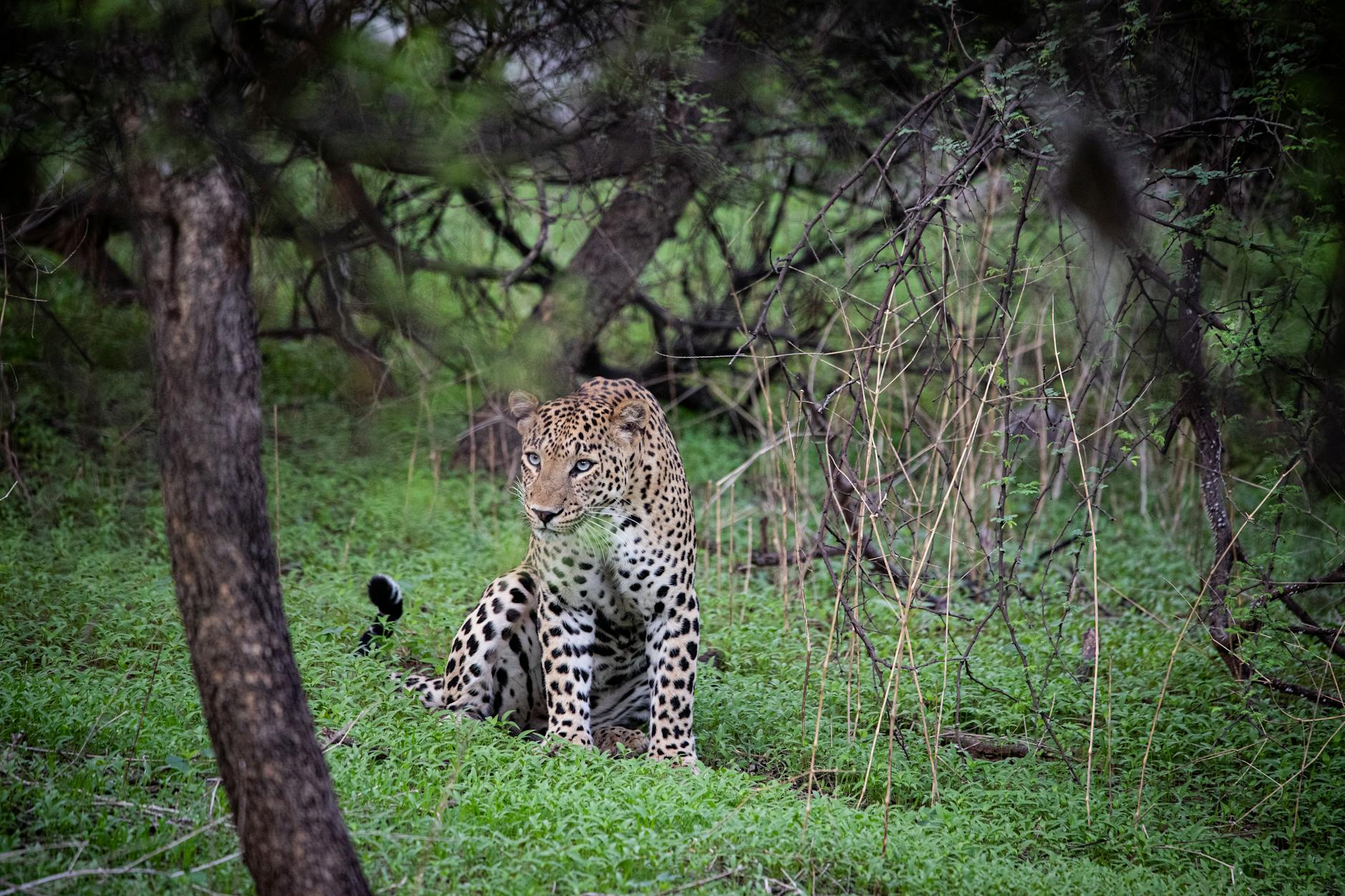 India's Project Cheetah: A Leap Towards Ecological Restoration