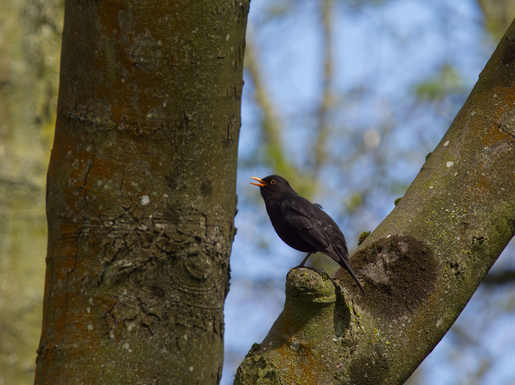 Why Some Birdsong Melodies Enchant Us: The Science Behind It