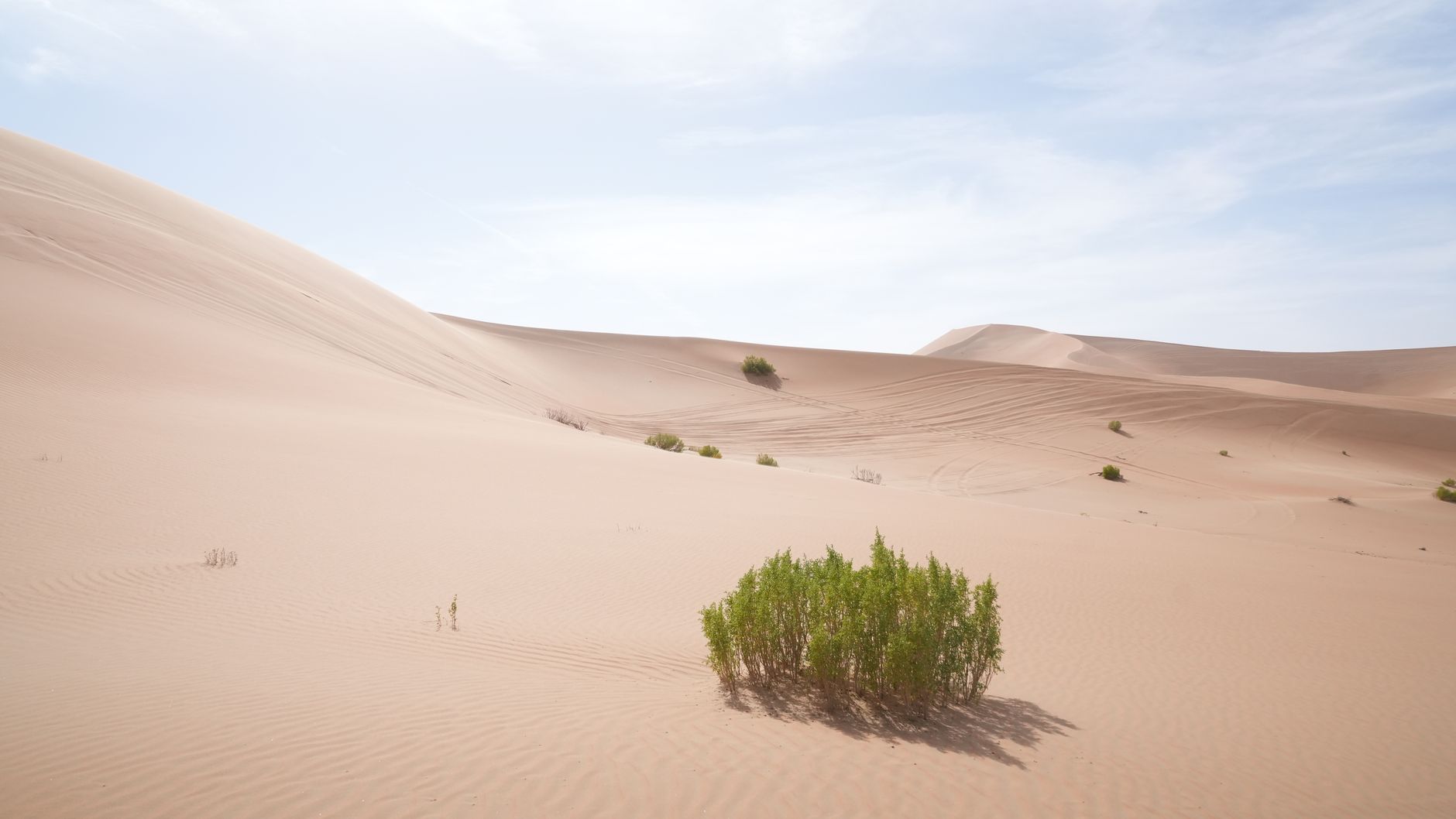Abu Dhabi Firm Penalised for Damaging Rare Desert Ecosystems