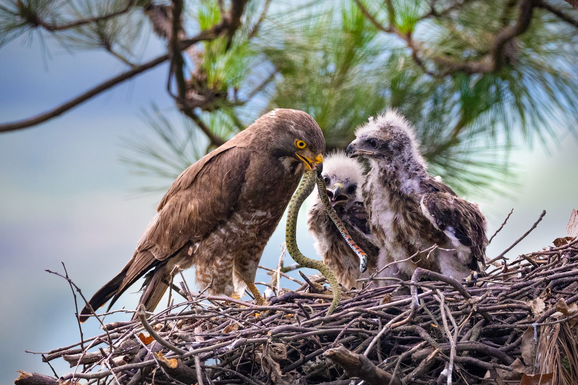Owls and Snakes: Unlikely Allies in Turkish Nests