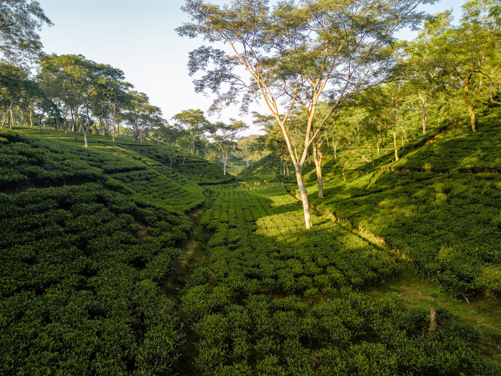 Perk Reductions Spark Mental Health Concerns in Assam Tea Gardens