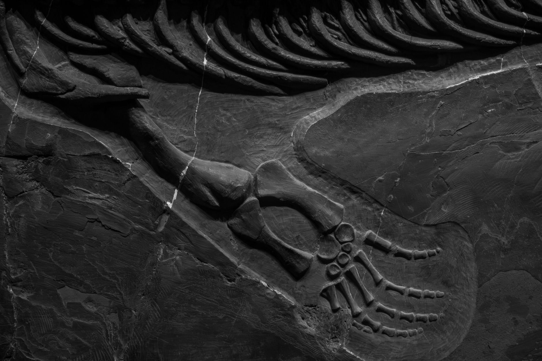 New Dinosaur Species Unearthed in Zimbabwe Offers Evolutionary Insights