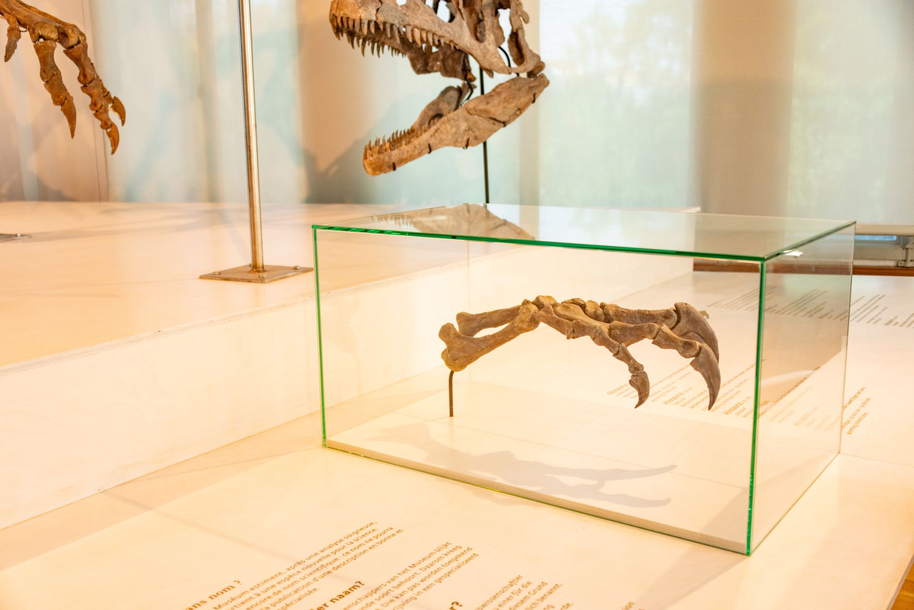 Giant 'Terror Croc' Returns: A Prehistoric Predator Resurrected