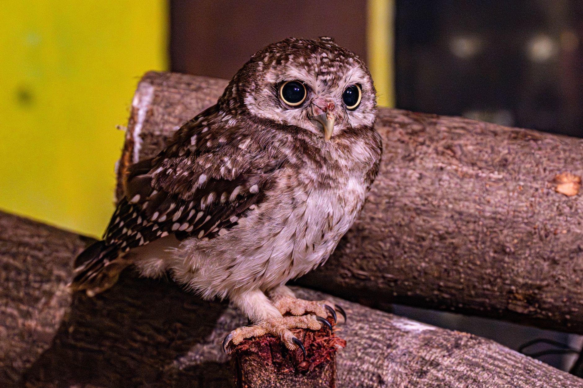 The Northern Spotted Owl: A Symbol of America's Timber Wars
