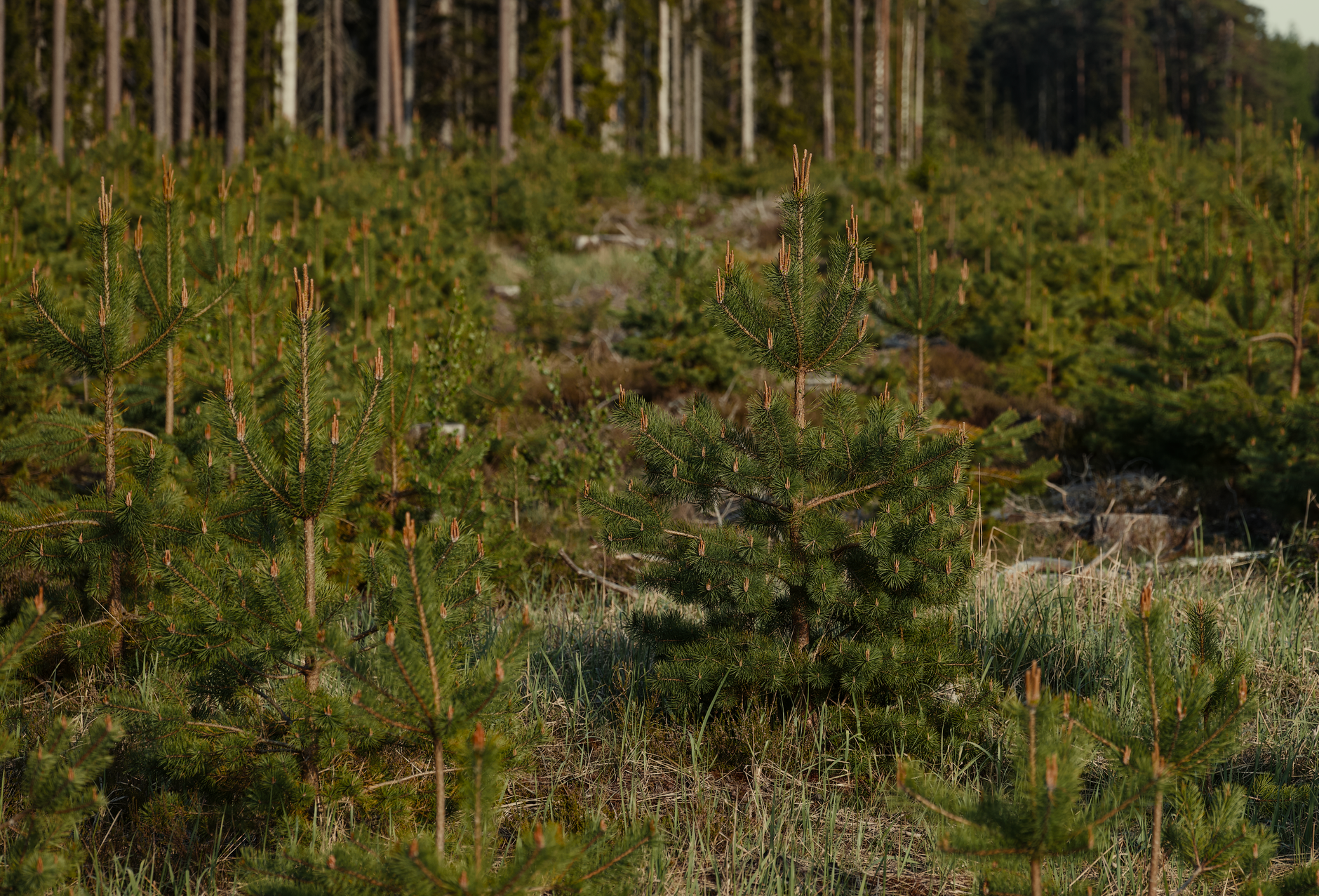 Rewilding Northumberland: A Vision for 'Britain's Yellowstone'