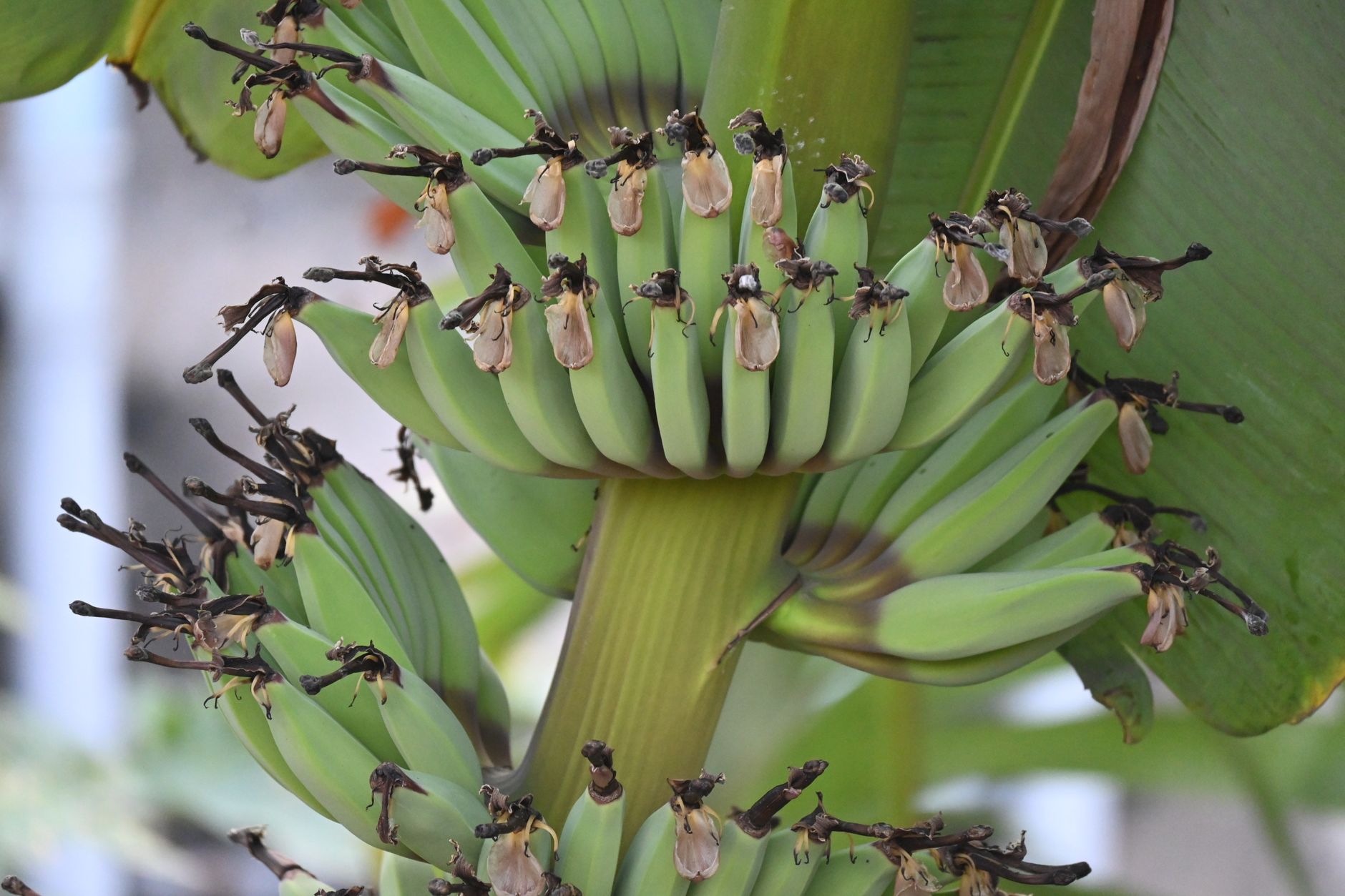 Decoding the Banana: Scientists Reveal Chromosomal Ancestry