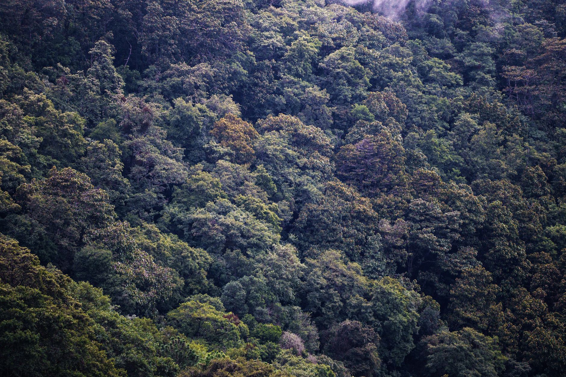India's Sacred Groves: An Ancient Solution to Modern Conservation