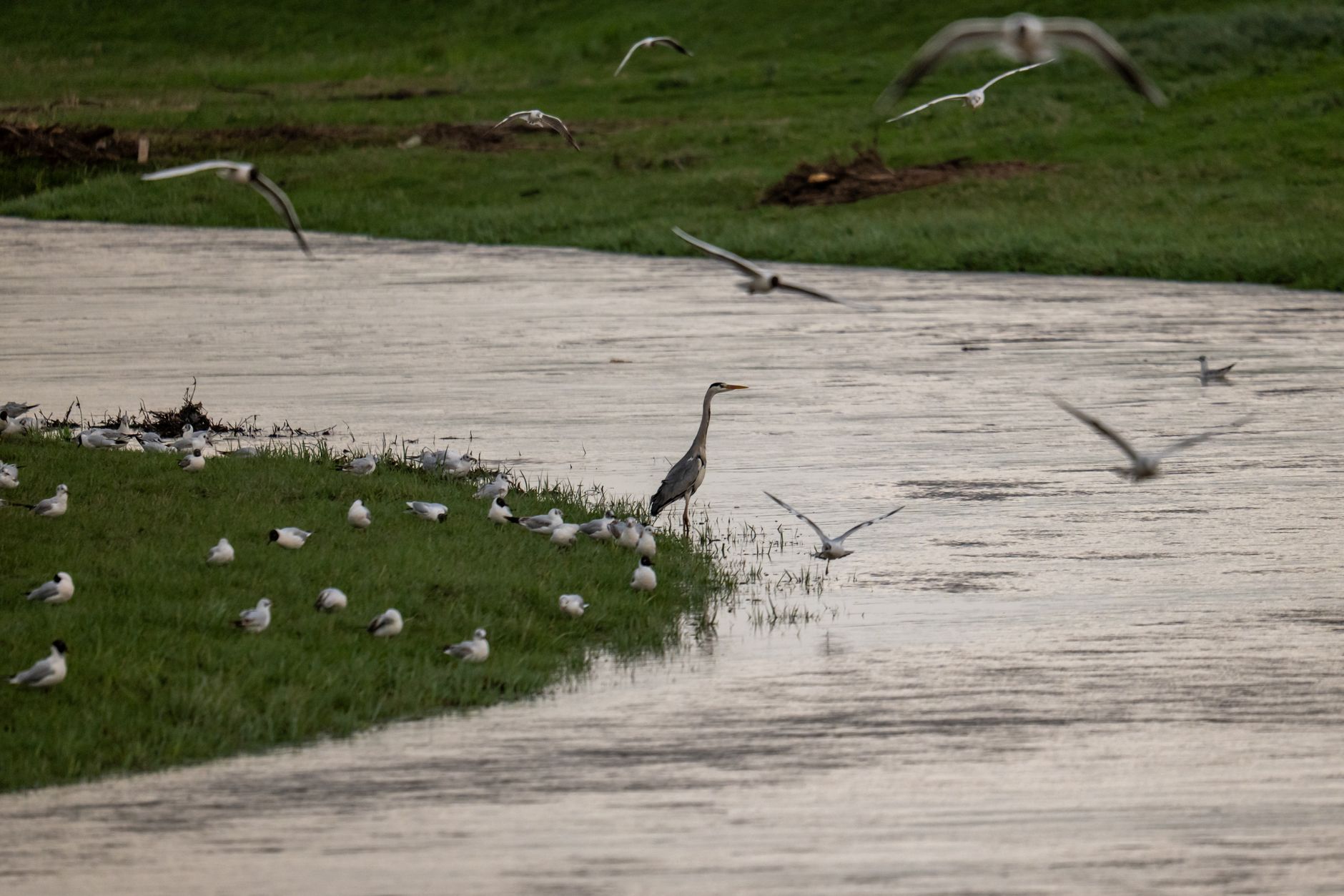 Zunhua's Revived Riverbanks Offer New Hope for Migratory Birds