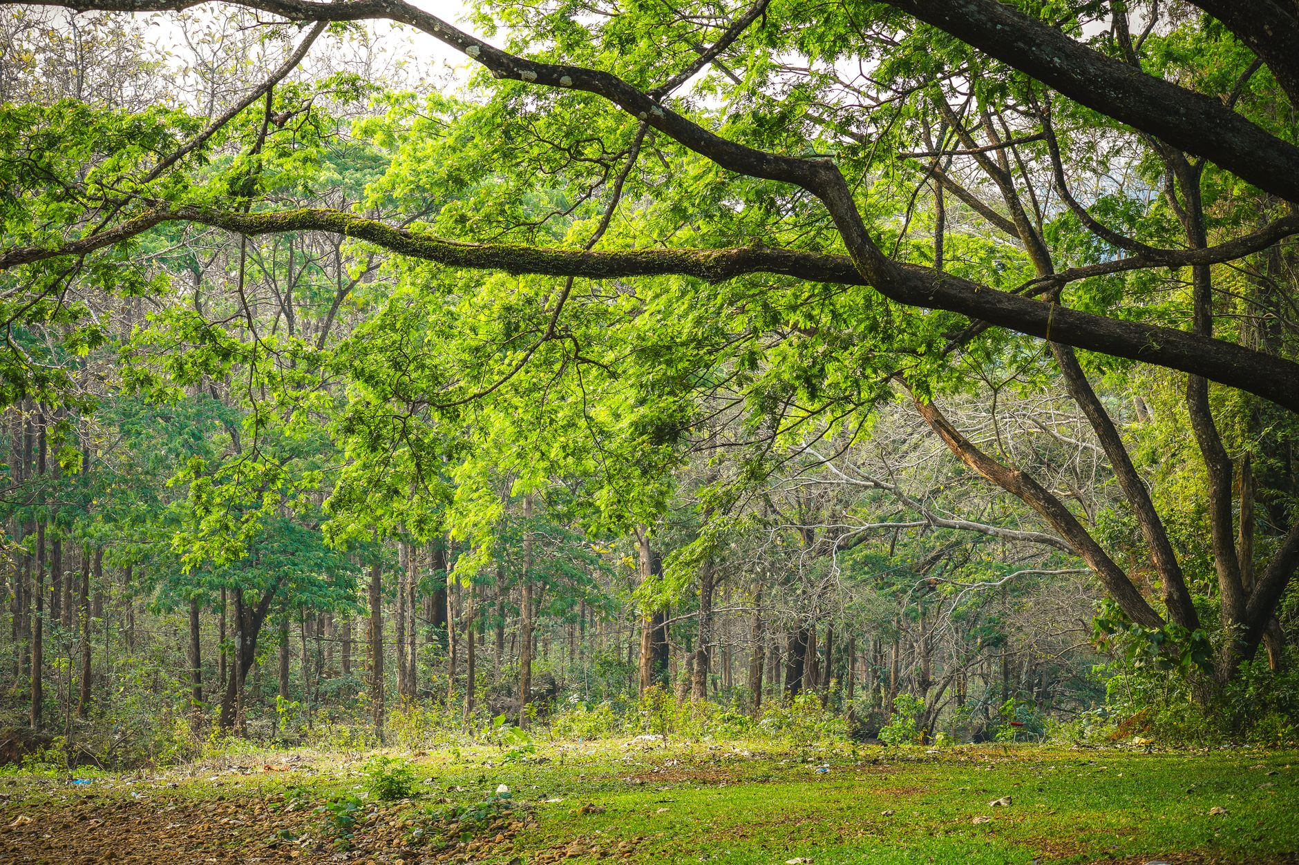 Sacred Groves: India’s Ancient Guardians of Biodiversity Get Government Boost