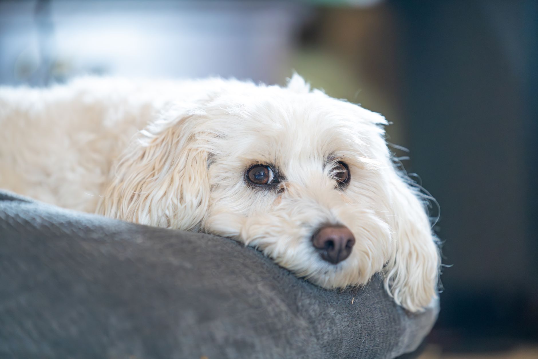 Gene-Editing Paves the Way for Allergy-Free Canines