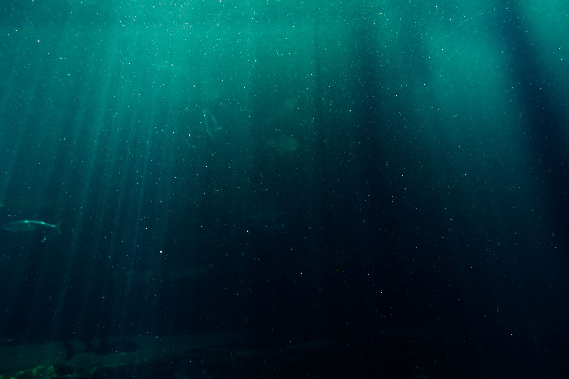 The Mariana Trench: A Journey to Earth's Hidden Abyss