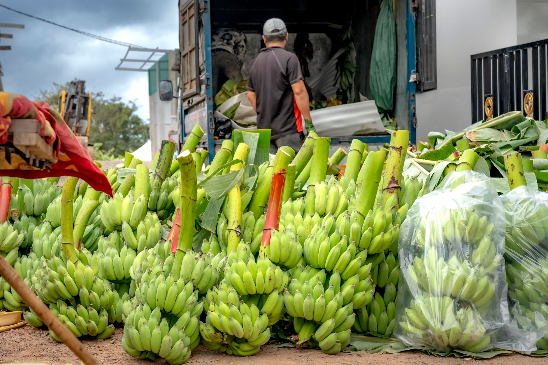 NRCB's Innovation Preserves Banana Leaves Amidst Export Challenges