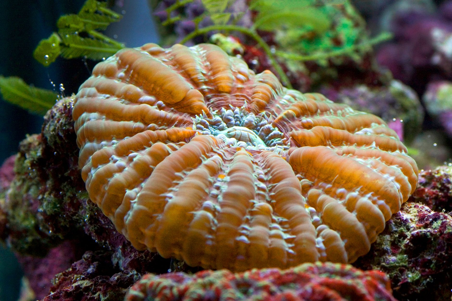 Unveiling Nature's Secrets: Deep-Sea Protein Adaptation
