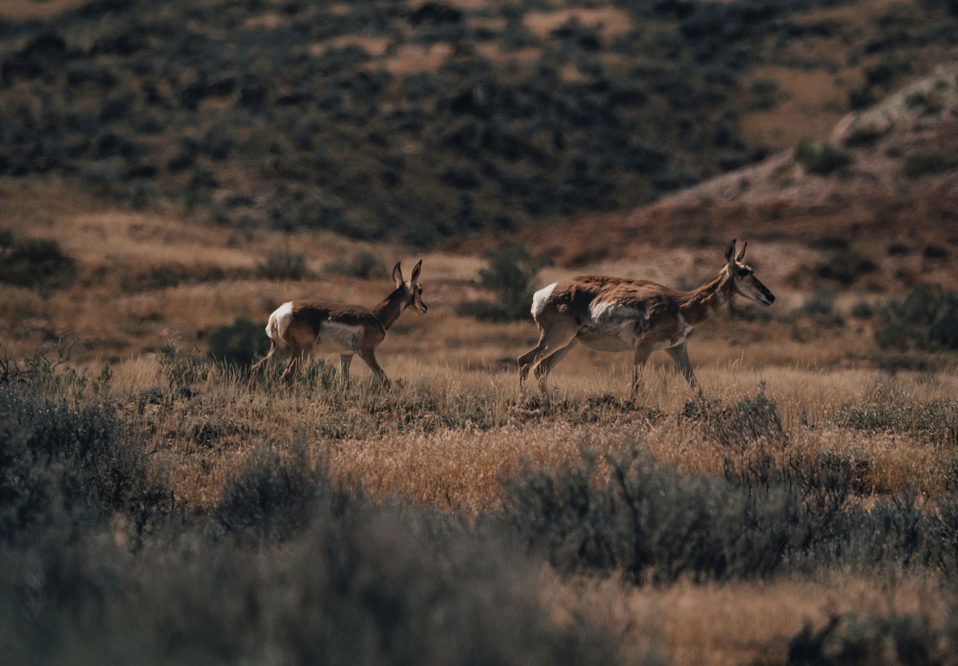 Trump Administration Rolls Back Endangered Species Protections